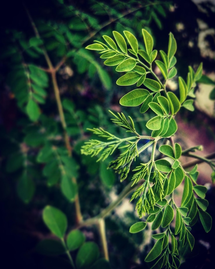 Foto close-up de folhas em árvores