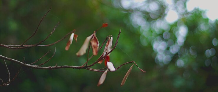 Foto close-up de folhas em galho