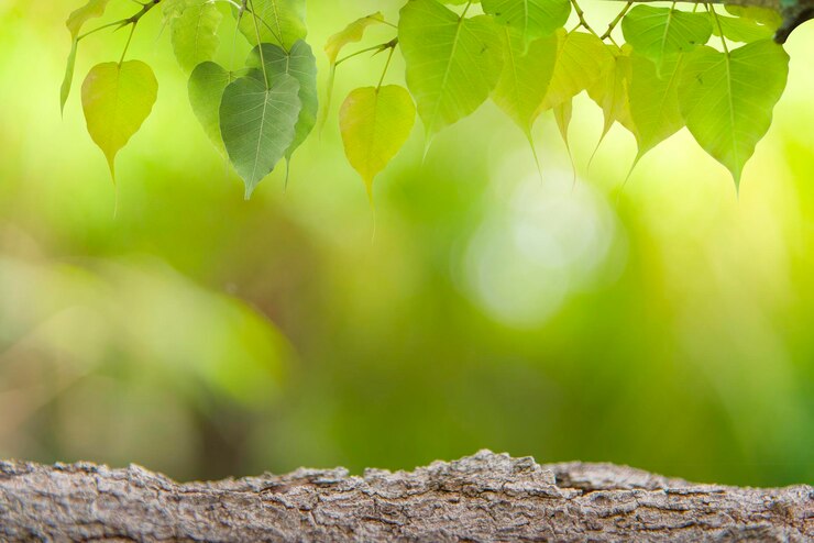 Foto close-up de folhas em rocha