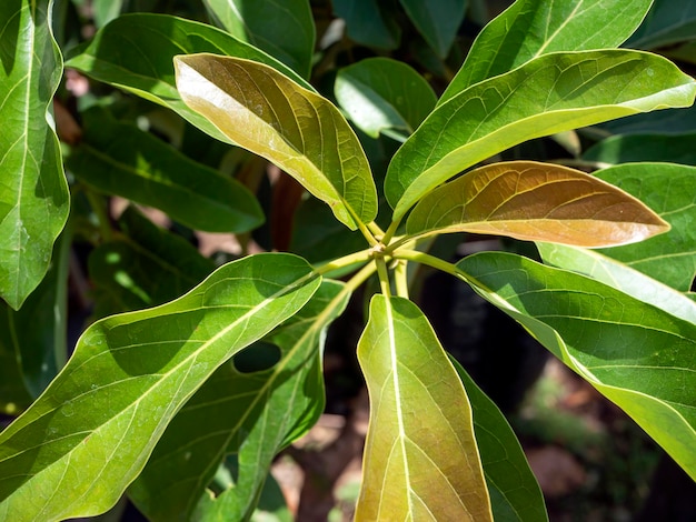 Close-up de folhas jovens coloridas de abacate Persea americana