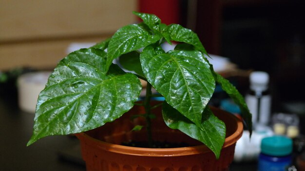 Foto close-up de folhas molhadas crescendo em plantas em vasos