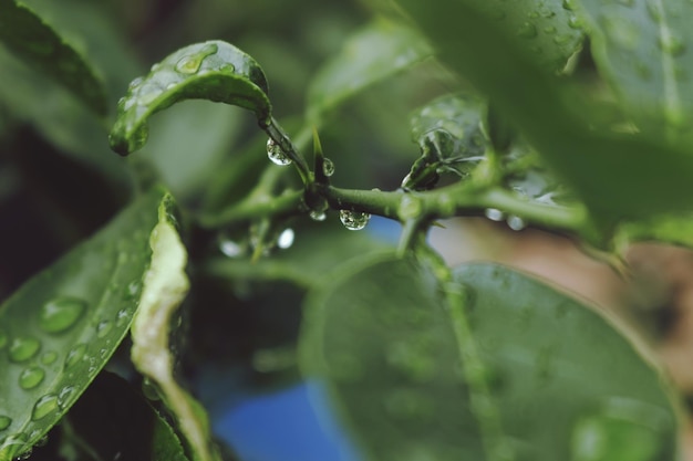 Foto close-up de folhas molhadas na planta durante a estação chuvosa