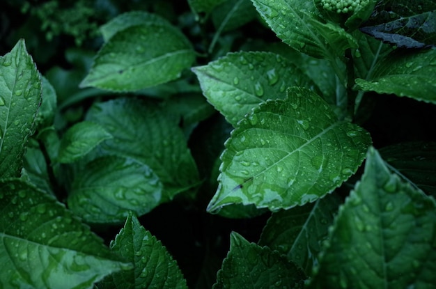 Close-up de folhas molhadas na planta durante a estação chuvosa