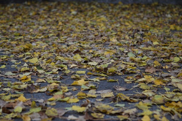 Foto close-up de folhas na água