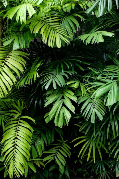 Close-up de folhas na floresta