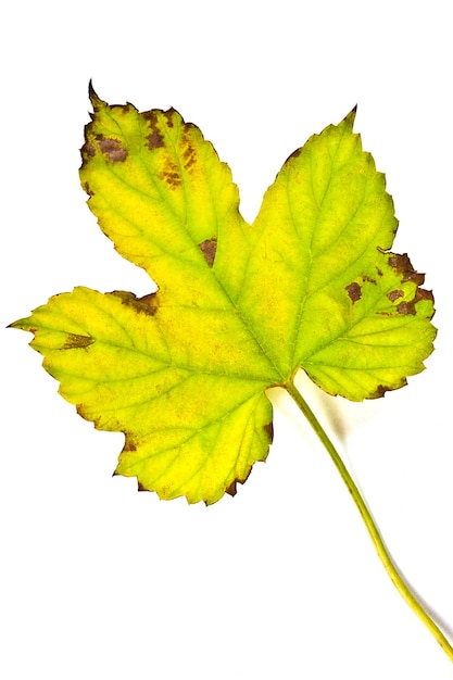 Close-up de folhas na planta contra fundo branco
