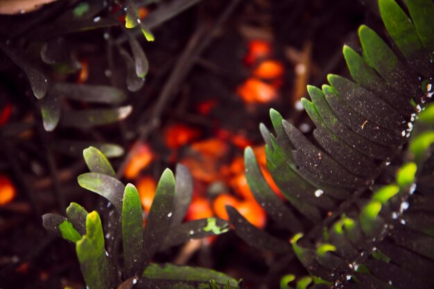 Foto close-up de folhas na planta