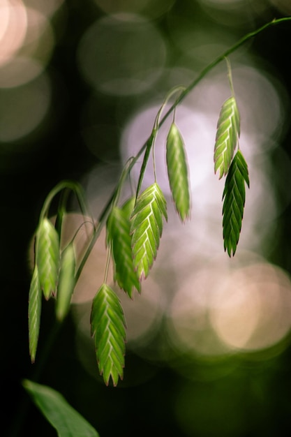 Close-up de folhas na planta