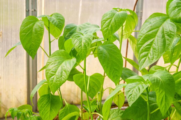 Close-up de folhas na planta