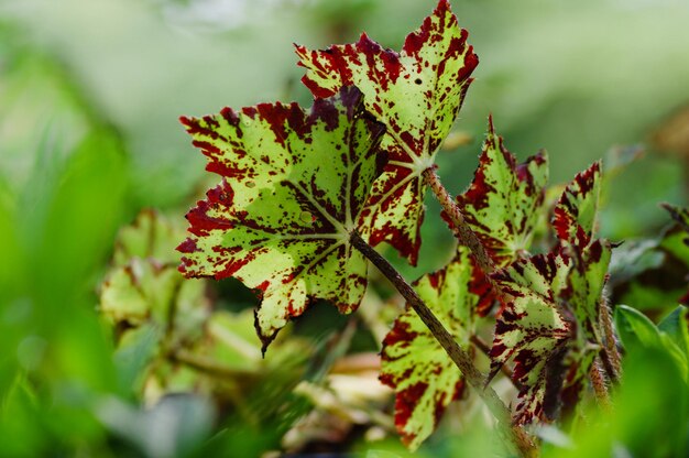 Close-up de folhas na planta