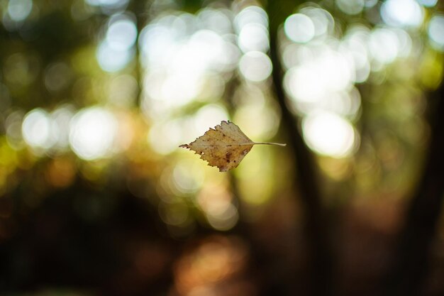 Foto close-up de folhas na planta