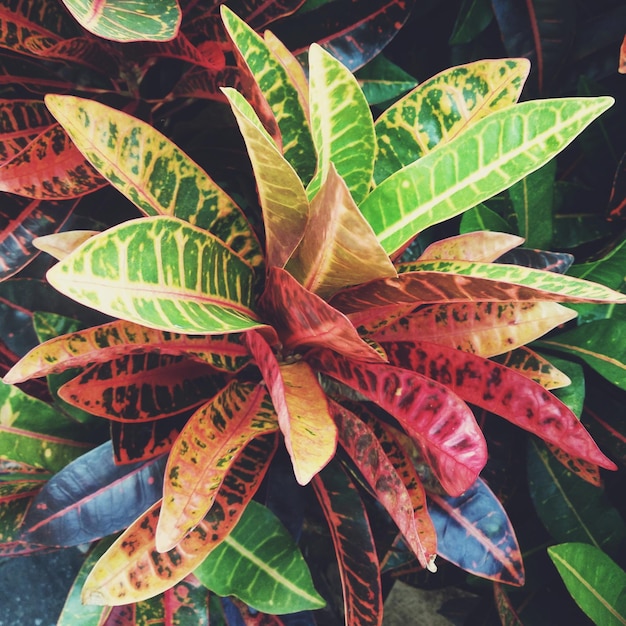 Close-up de folhas na planta