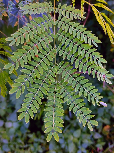 Close-up de folhas na planta