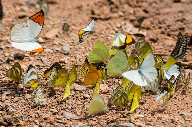 Close-up de folhas no campo
