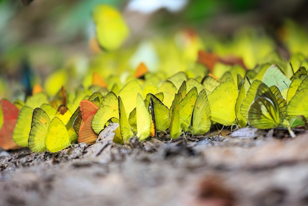 Foto close-up de folhas no campo