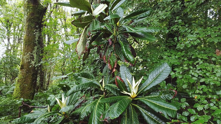 Foto close-up de folhas no tronco de uma árvore na floresta
