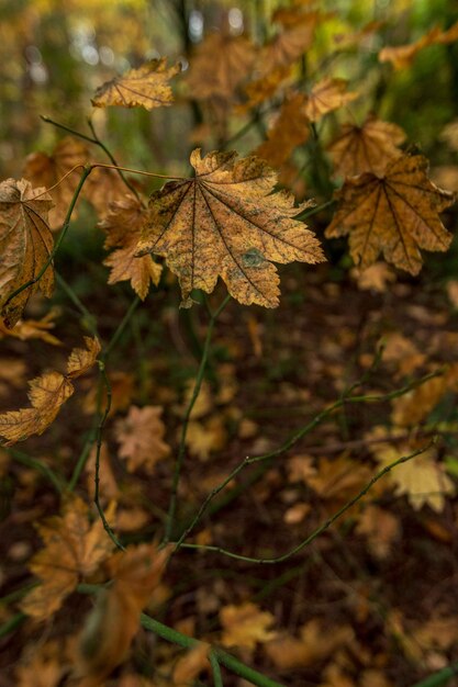 Foto close-up de folhas secas de bordo em árvores