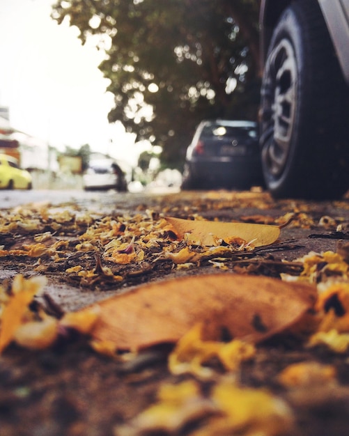 Foto close-up de folhas secas de carro em uma rua da cidade