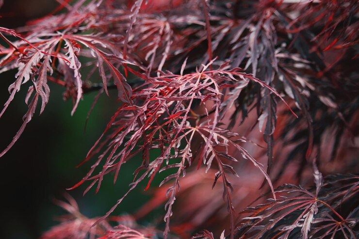 Foto close-up de folhas secas em árvores