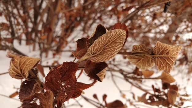 Foto close-up de folhas secas na planta durante o inverno