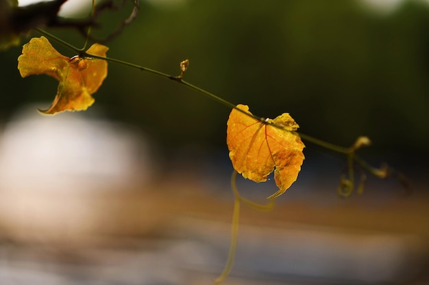 Foto close-up de folhas secas na planta durante o outono