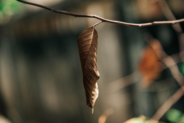 Foto close-up de folhas secas na planta