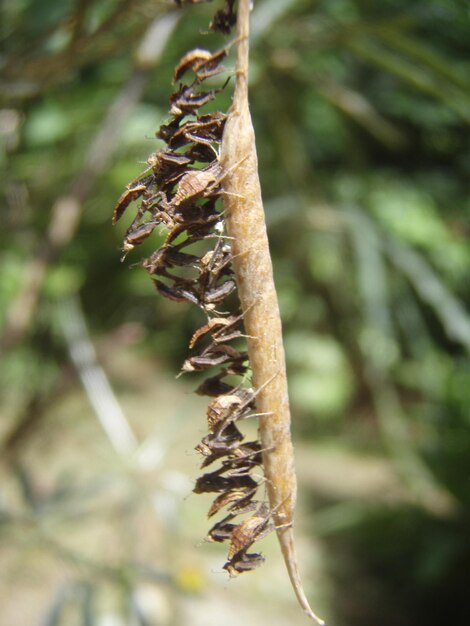 Foto close-up de folhas secas na planta