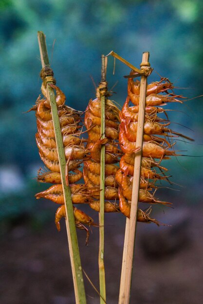 Foto close-up de folhas secas na planta