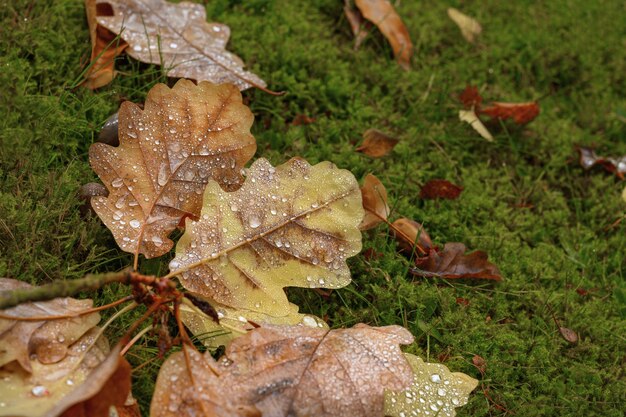 Foto close-up de folhas secas no campo