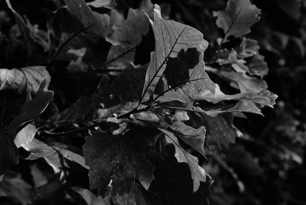 Foto close-up de folhas secas no campo