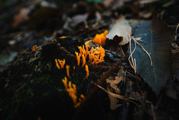 Foto close-up de folhas secas no campo