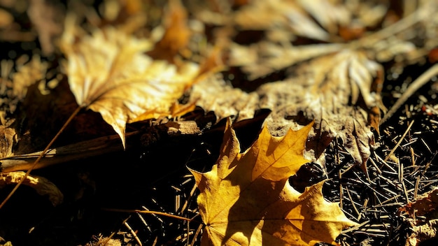 Foto close-up de folhas secas