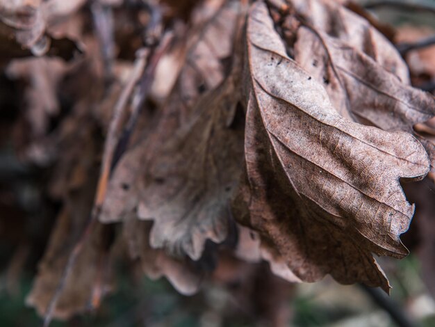 Foto close-up de folhas secas