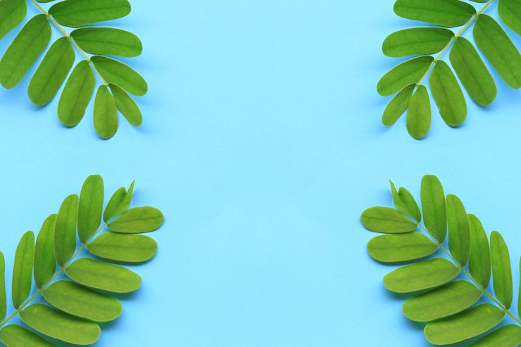 Foto close-up de folhas verdes contra fundo azul