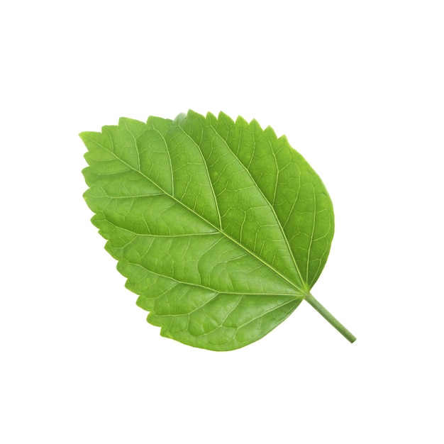 Close-up de folhas verdes contra fundo branco