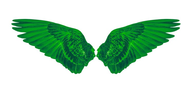 Foto close-up de folhas verdes contra fundo branco
