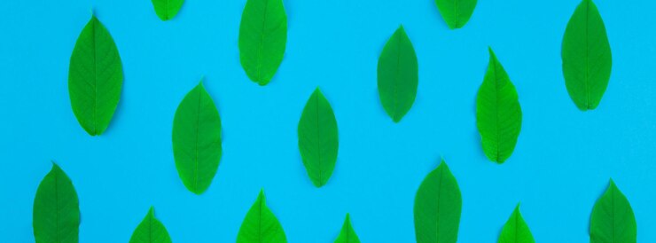 Foto close-up de folhas verdes contra o céu azul