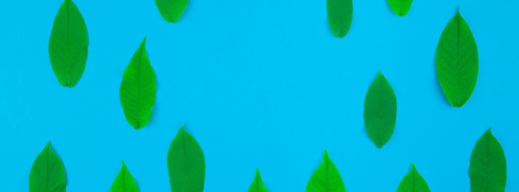 Foto close-up de folhas verdes contra o céu azul