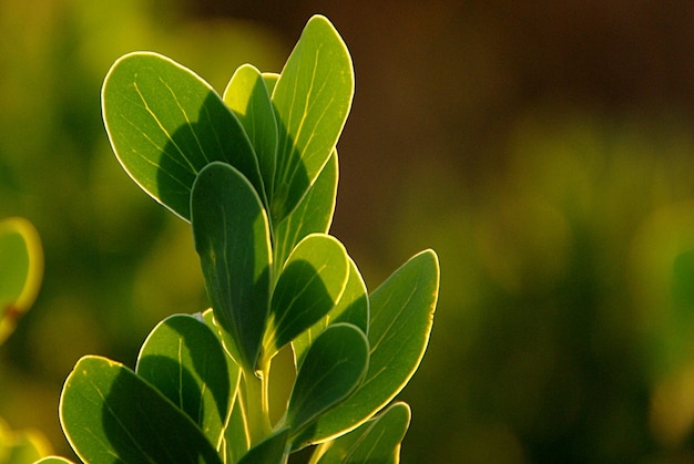 Close-up de folhas verdes contra um fundo desfocado