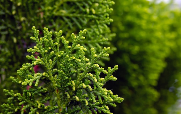 Close up de folhas verdes de Arborvitaes (Thuja spp.), Em foco raso, membros perenes da família dos ciprestes