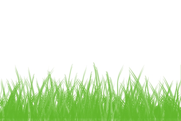 Close-up de folhas verdes de grama contra um fundo branco