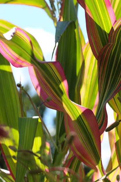 close up de folhas verdes de milho com listras roxas em contra-luz contra o céu