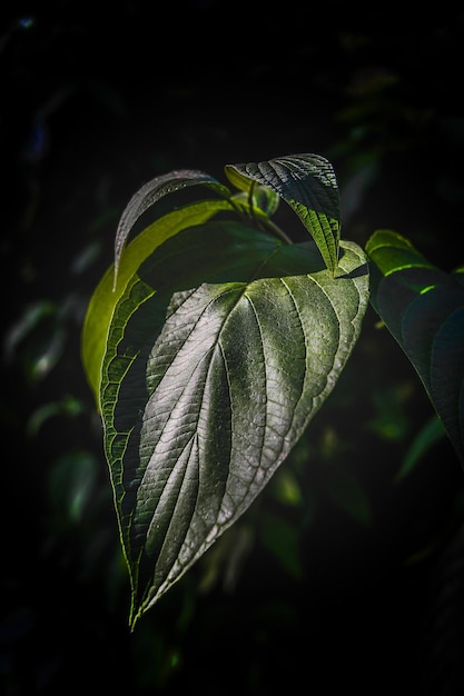 Close-up de folhas verdes de plantas