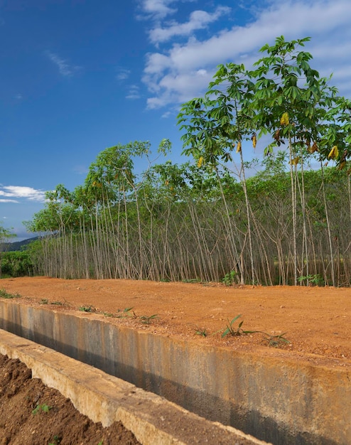 Close up de folhas verdes e plantas na natureza