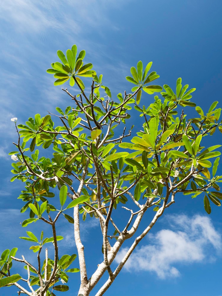 Foto close up de folhas verdes e plantas na natureza