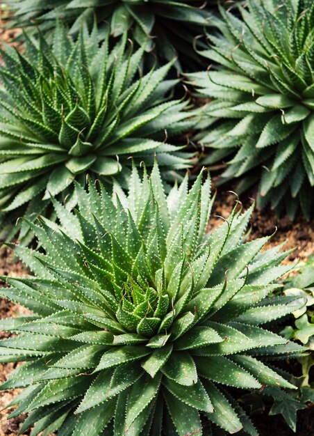 Close up de folhas verdes e plantas na natureza