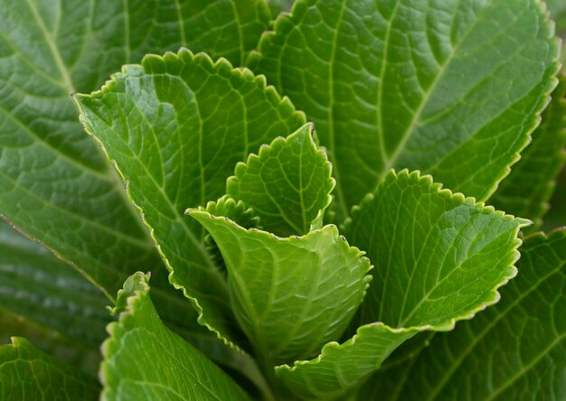 Close up de folhas verdes e plantas na natureza