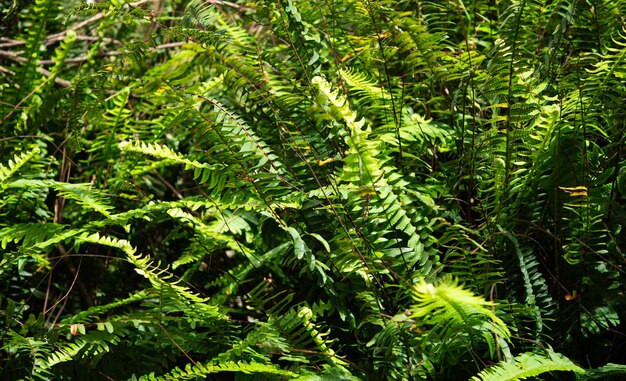 Close up de folhas verdes e plantas na natureza