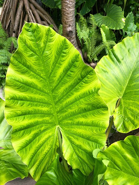 Foto close-up de folhas verdes em árvores