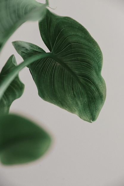 Close-up de folhas verdes em fundo branco